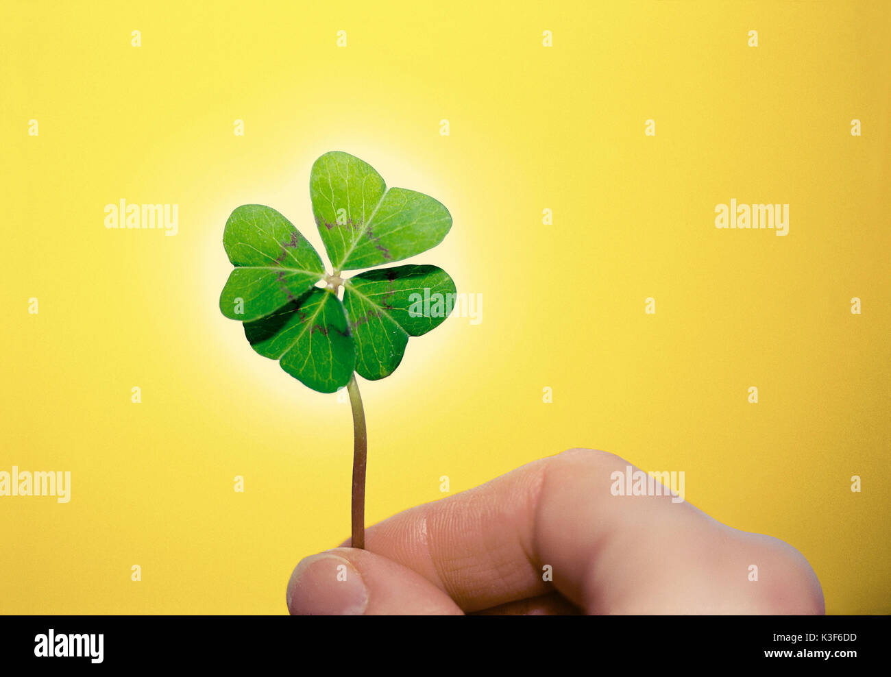 Eine Hand hält eine 4-blättrige Kleeblatt Stockfoto