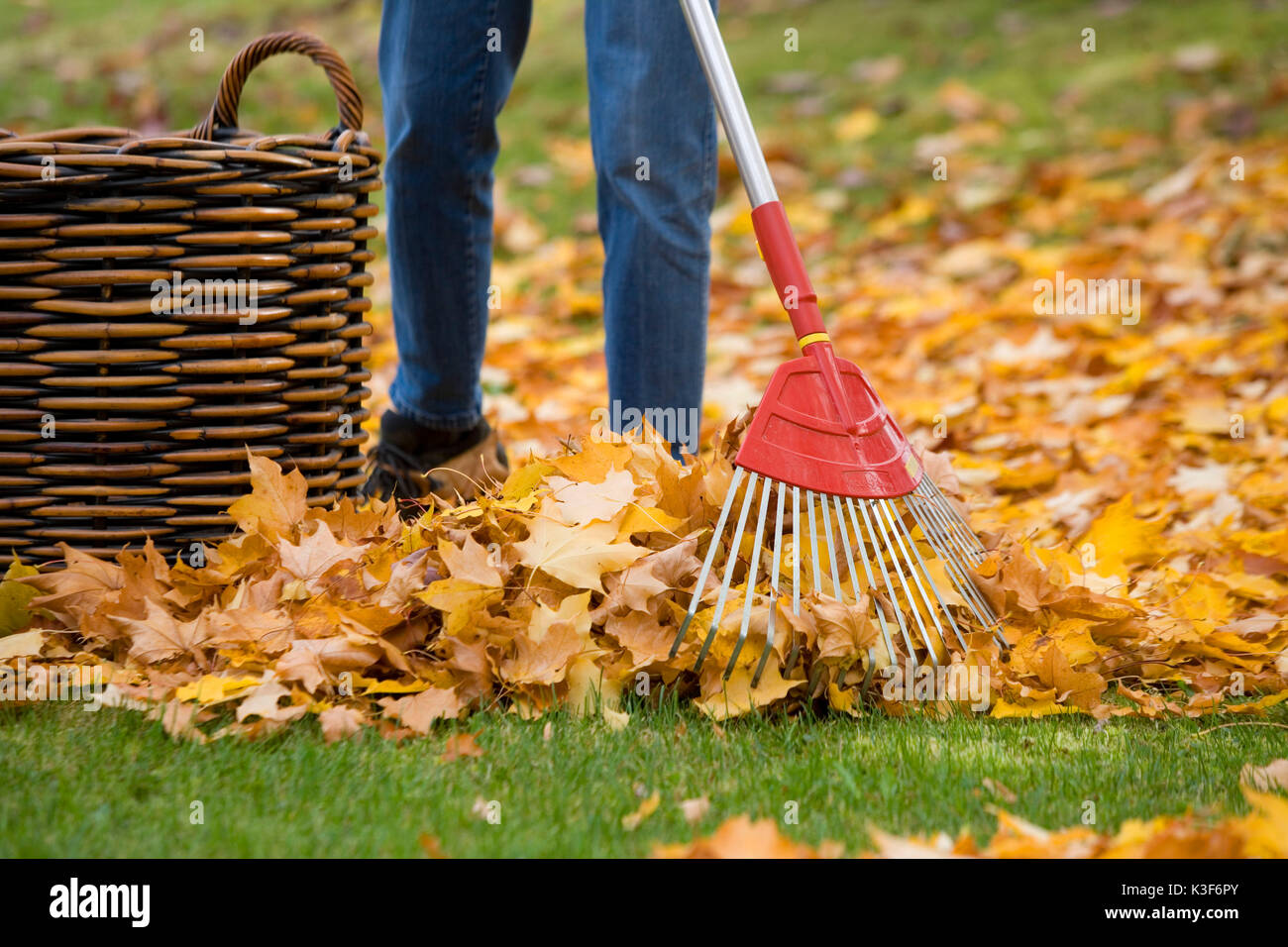 Laub rechen im Herbst Stockfoto