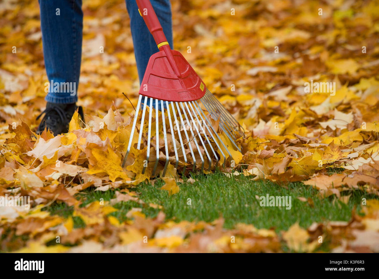Laub rechen im Herbst Stockfoto