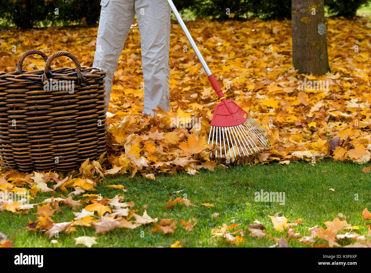 Laub rechen im Herbst Stockfoto
