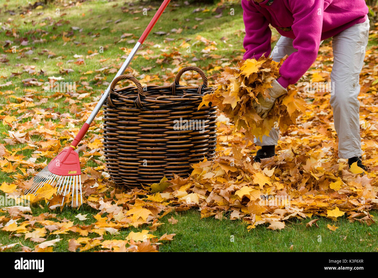 Laub rechen im Herbst Stockfoto