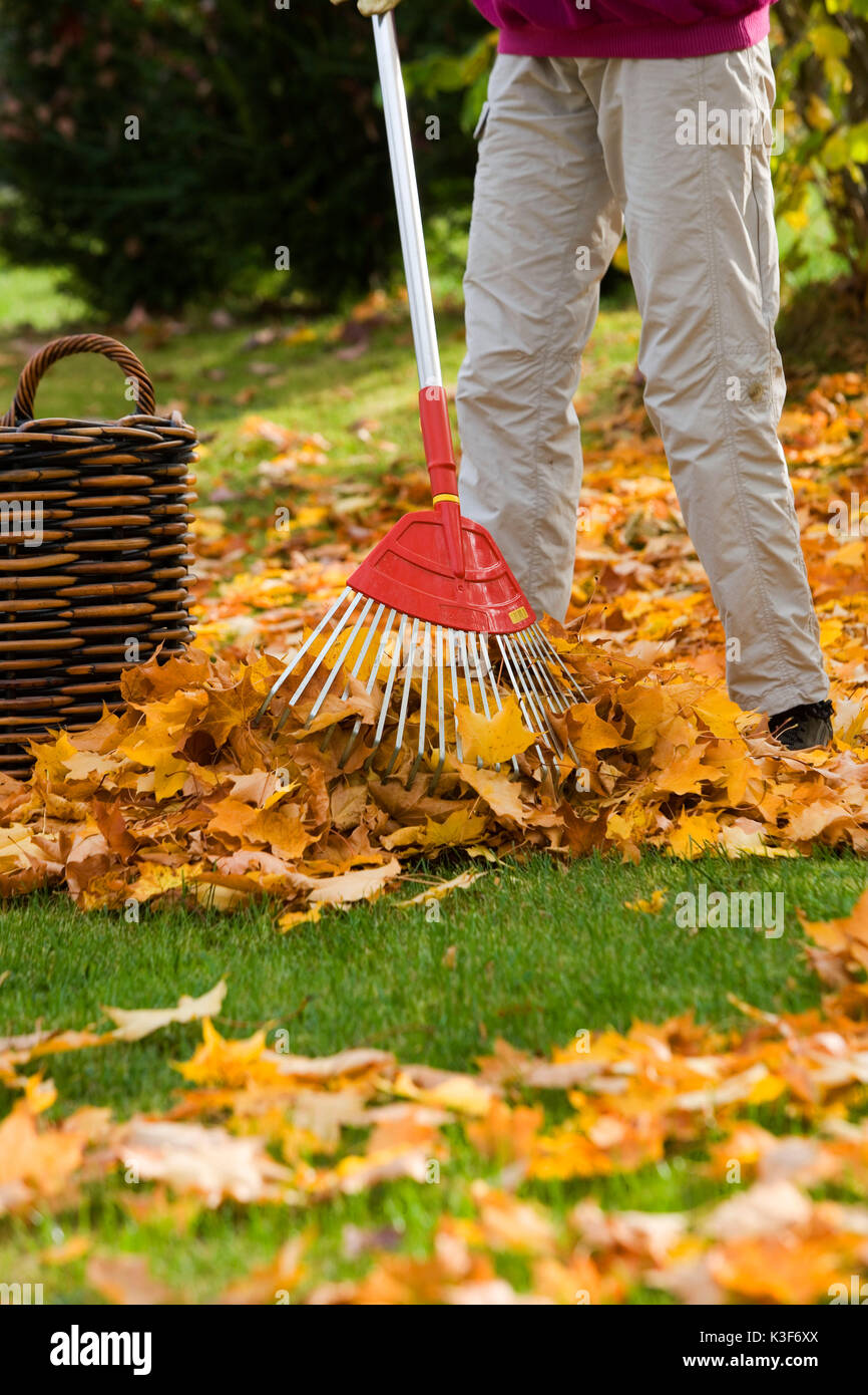 Laub rechen im Herbst Stockfoto