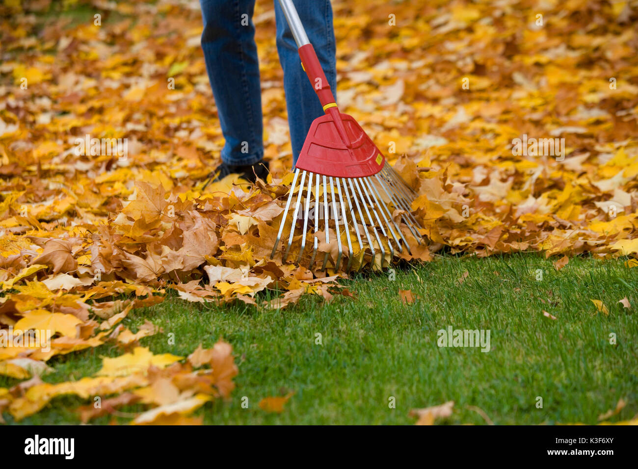 Laub rechen im Herbst Stockfoto