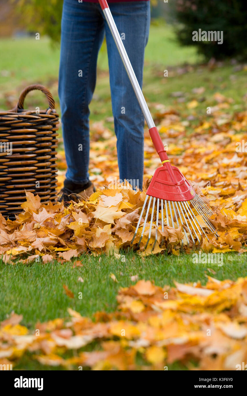 Laub rechen im Herbst Stockfoto