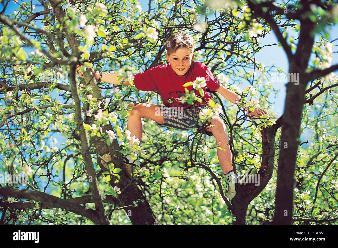 Junge klettert im Apple-tree Stockfoto