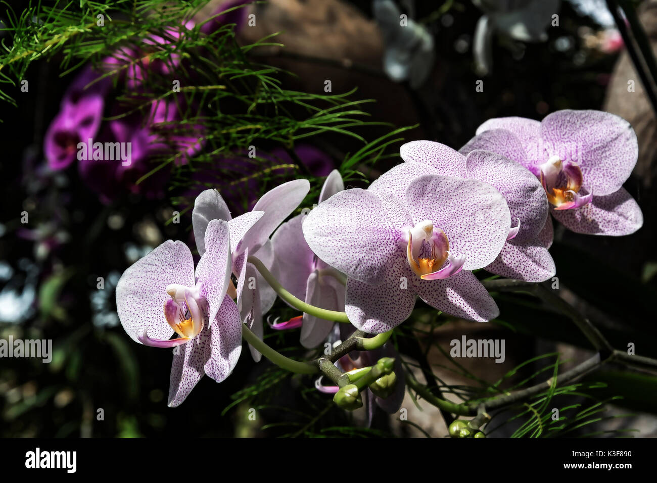Blühende dekorative Orchidee weiß und lila Farben Stockfoto