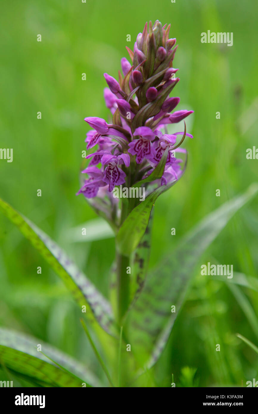 Breiten grünen Orchis, Dactylorhiza majalis Stockfoto