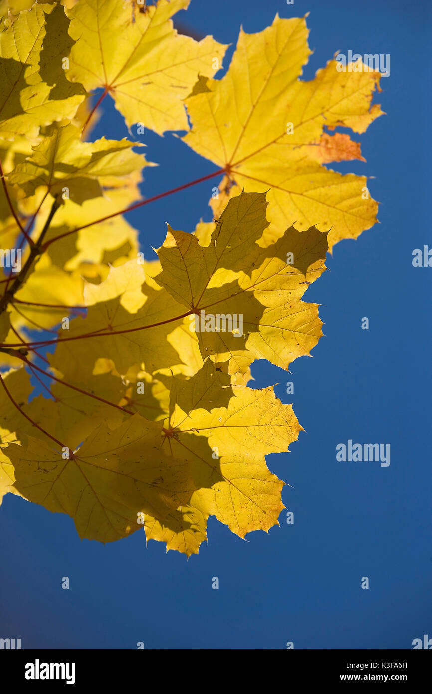 Ahorn-Blätter im Herbst Stockfoto