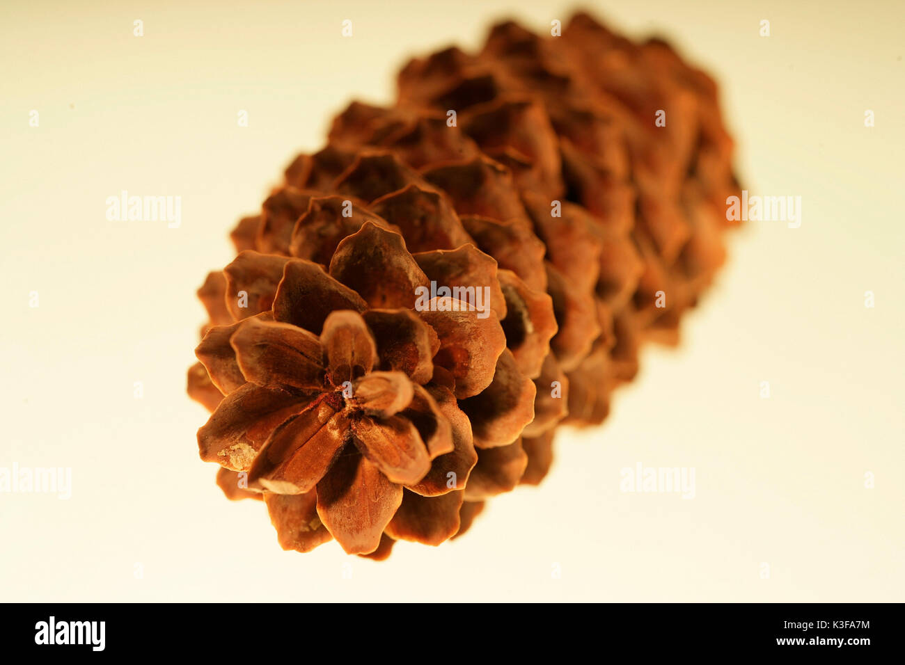 Tannenzapfen Stockfoto