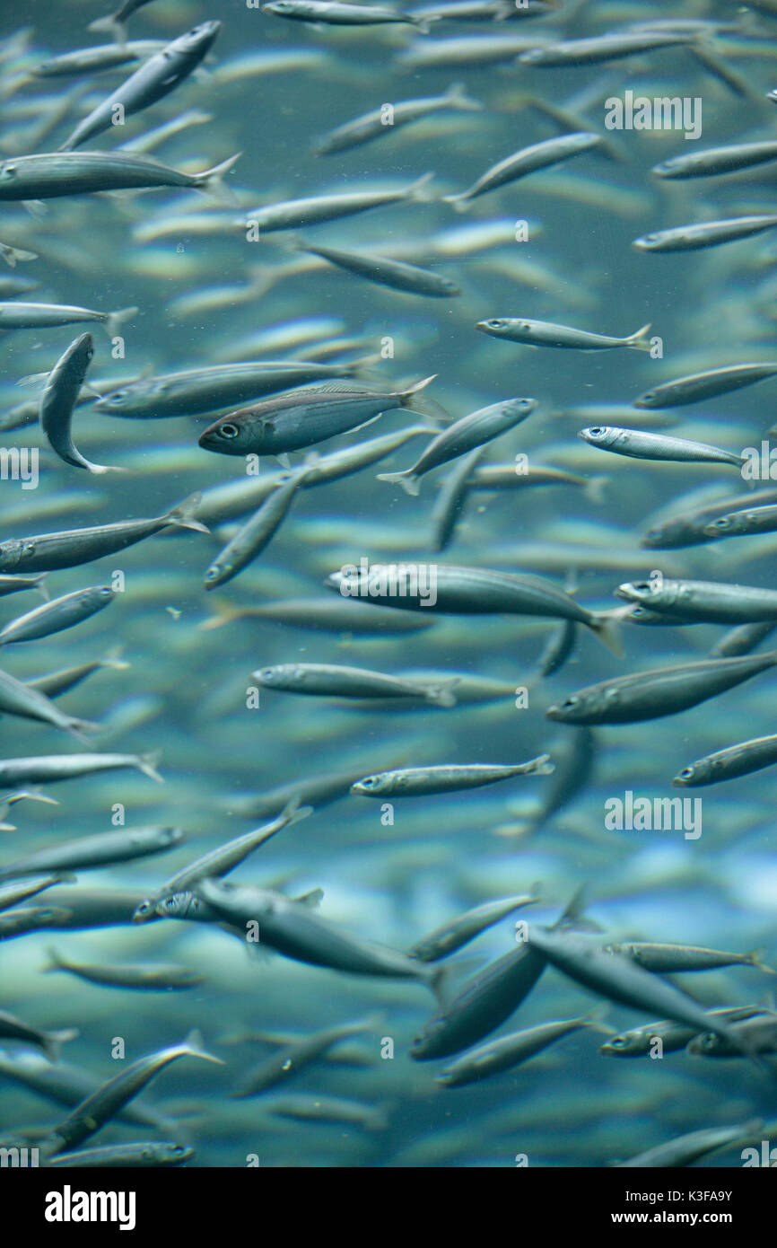 Fisch Traum Stockfoto