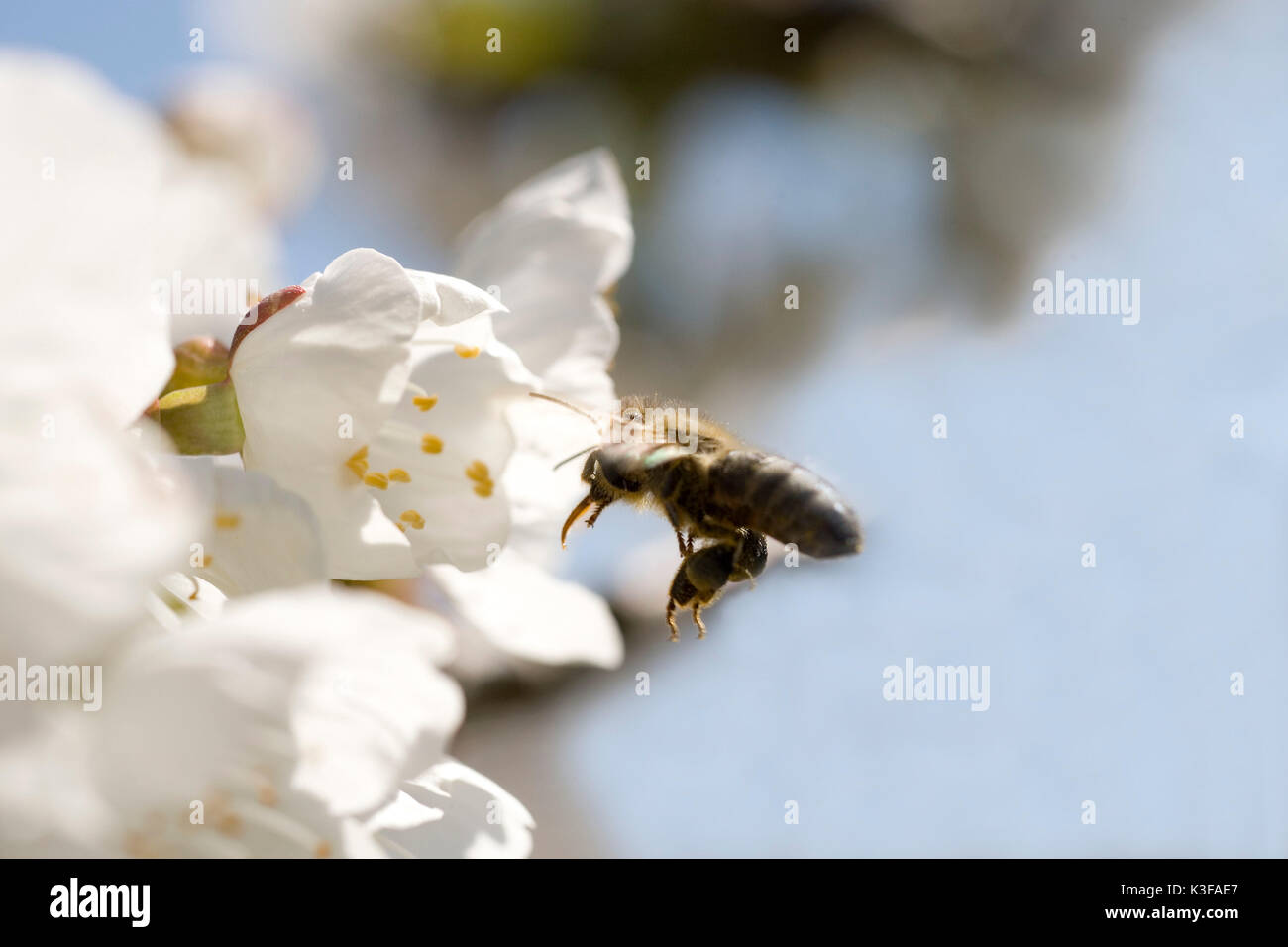 Biene am Ansatz, der auf eine Kirsche Blume Stockfoto