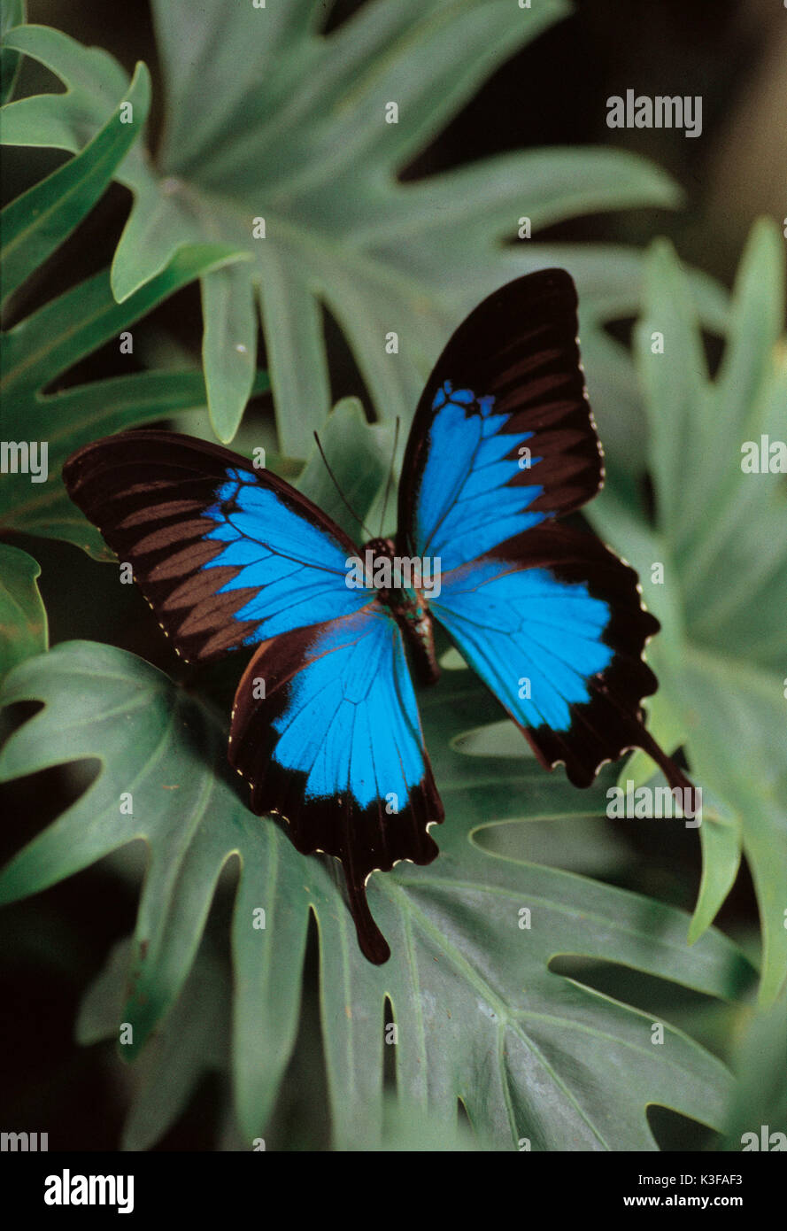 Schmetterling auf Blätter/Papilionidae montronzieri Stockfoto