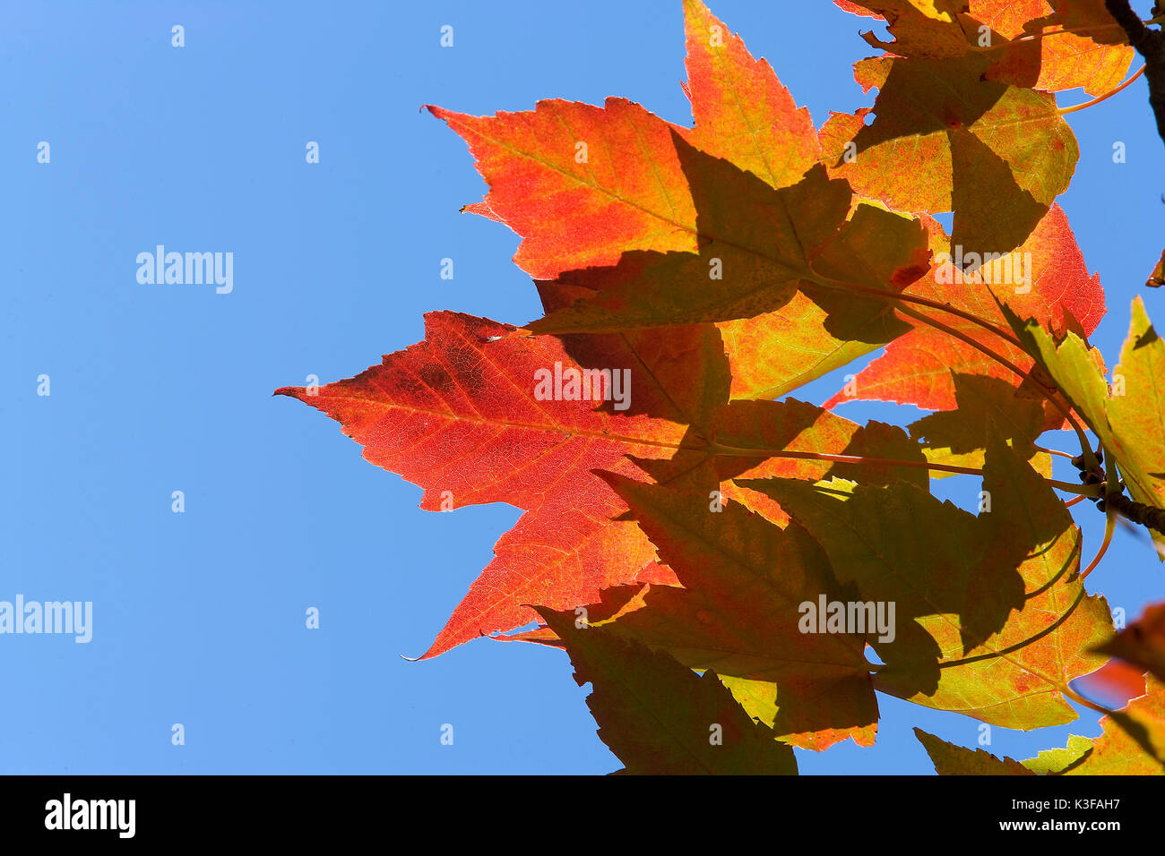 Farbige ahorn Blätter im Herbst Stockfoto
