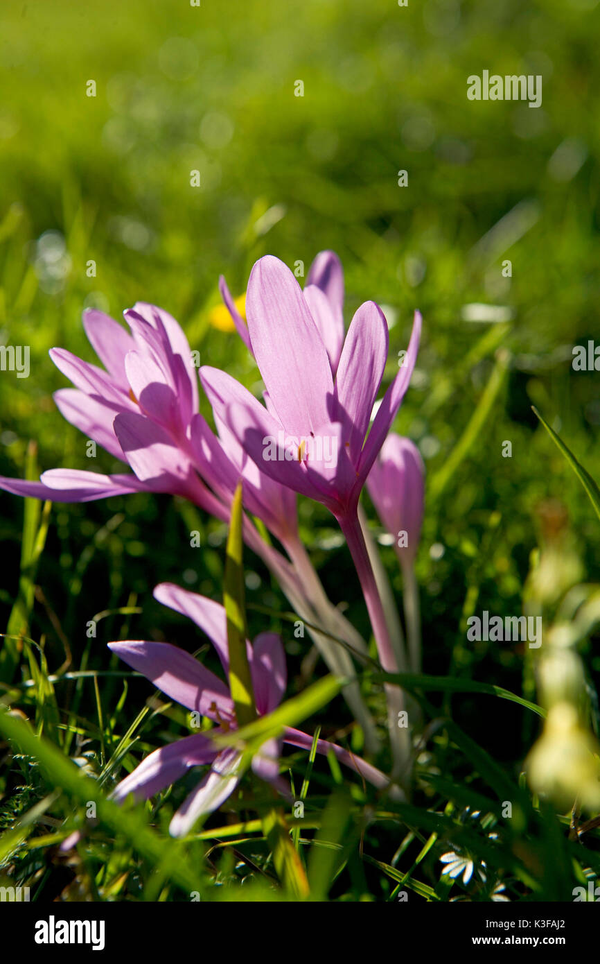 Wiese Safran Stockfoto