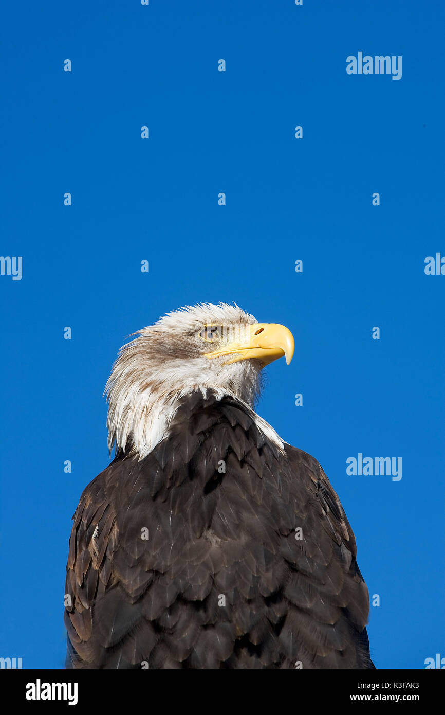 American Eagle, nationale Wappentier der USA Stockfoto