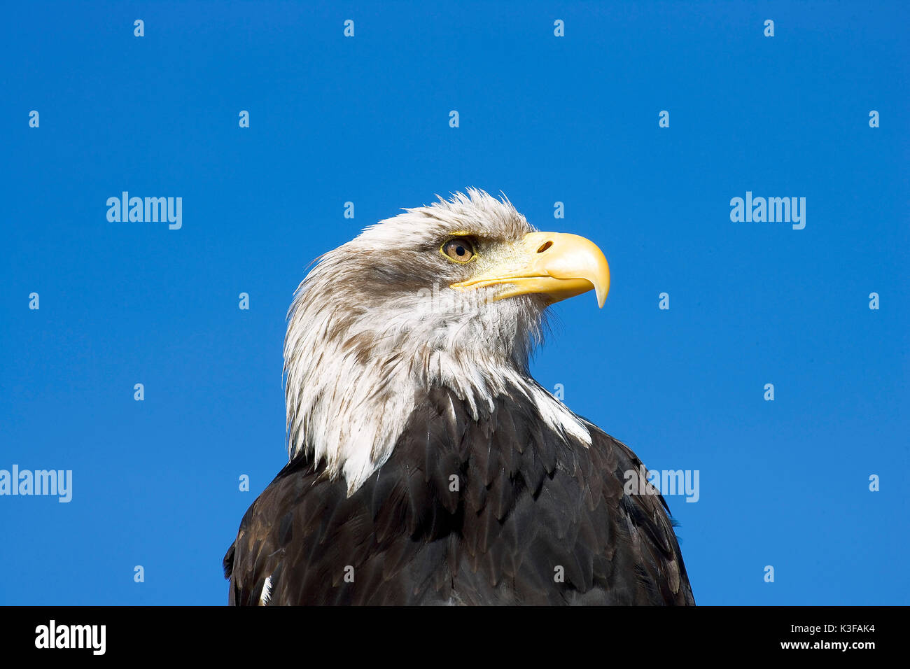 American Eagle, nationale Wappentier der USA Stockfoto