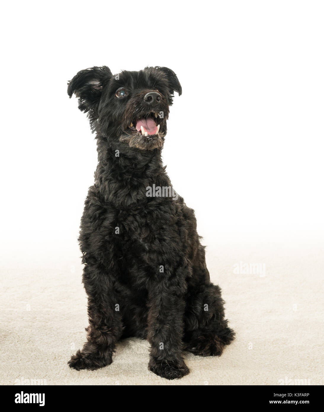 Portrait von Schwarzen yorkiepoo mix Hund Stockfoto