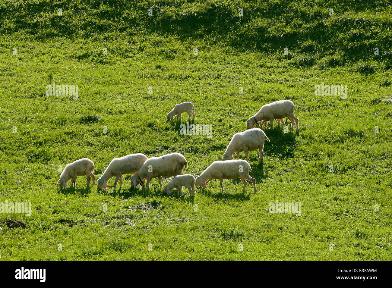 Herde Schafe auf der Wiese Stockfoto