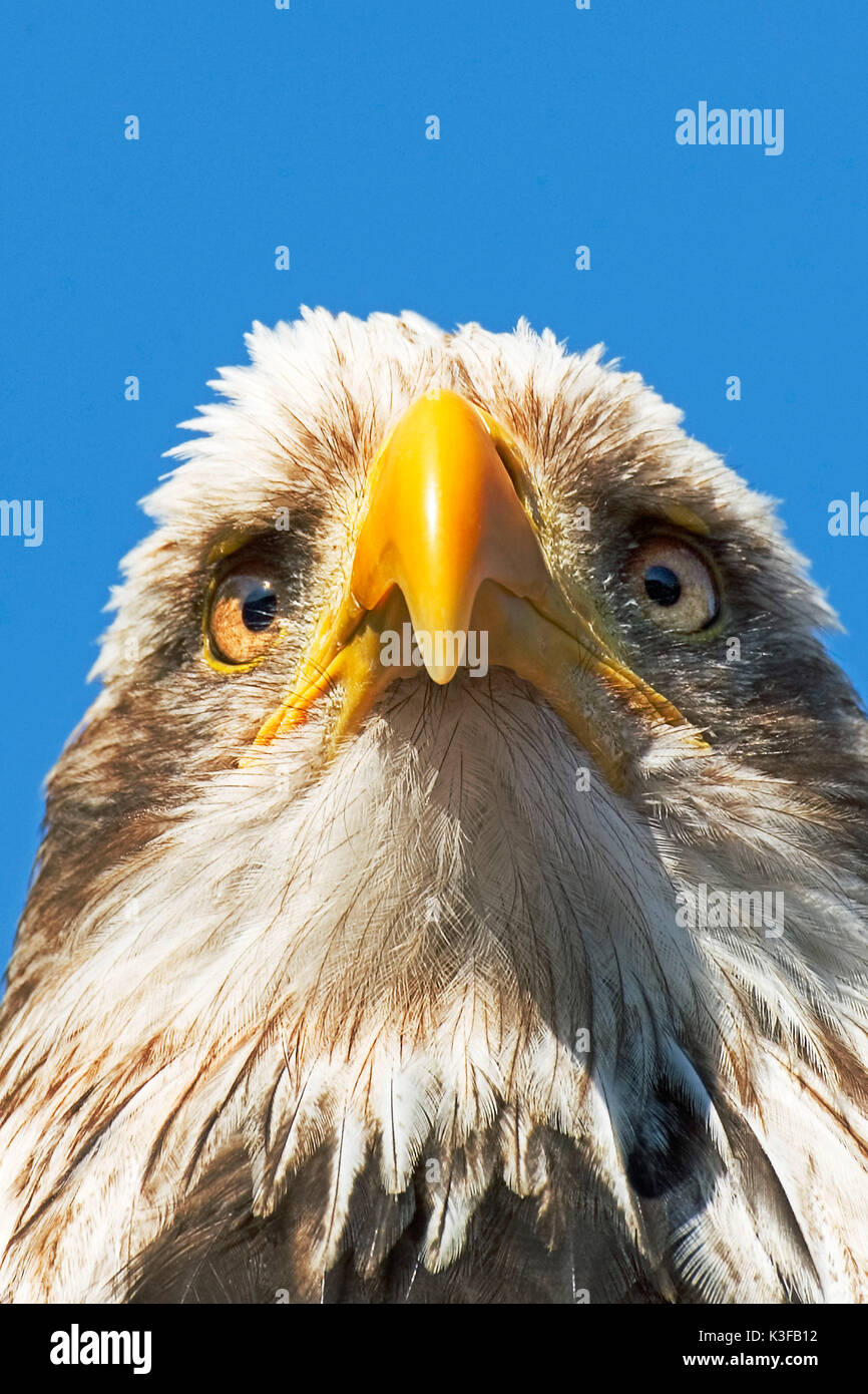 American Eagle, nationale Wappentier der USA Stockfoto