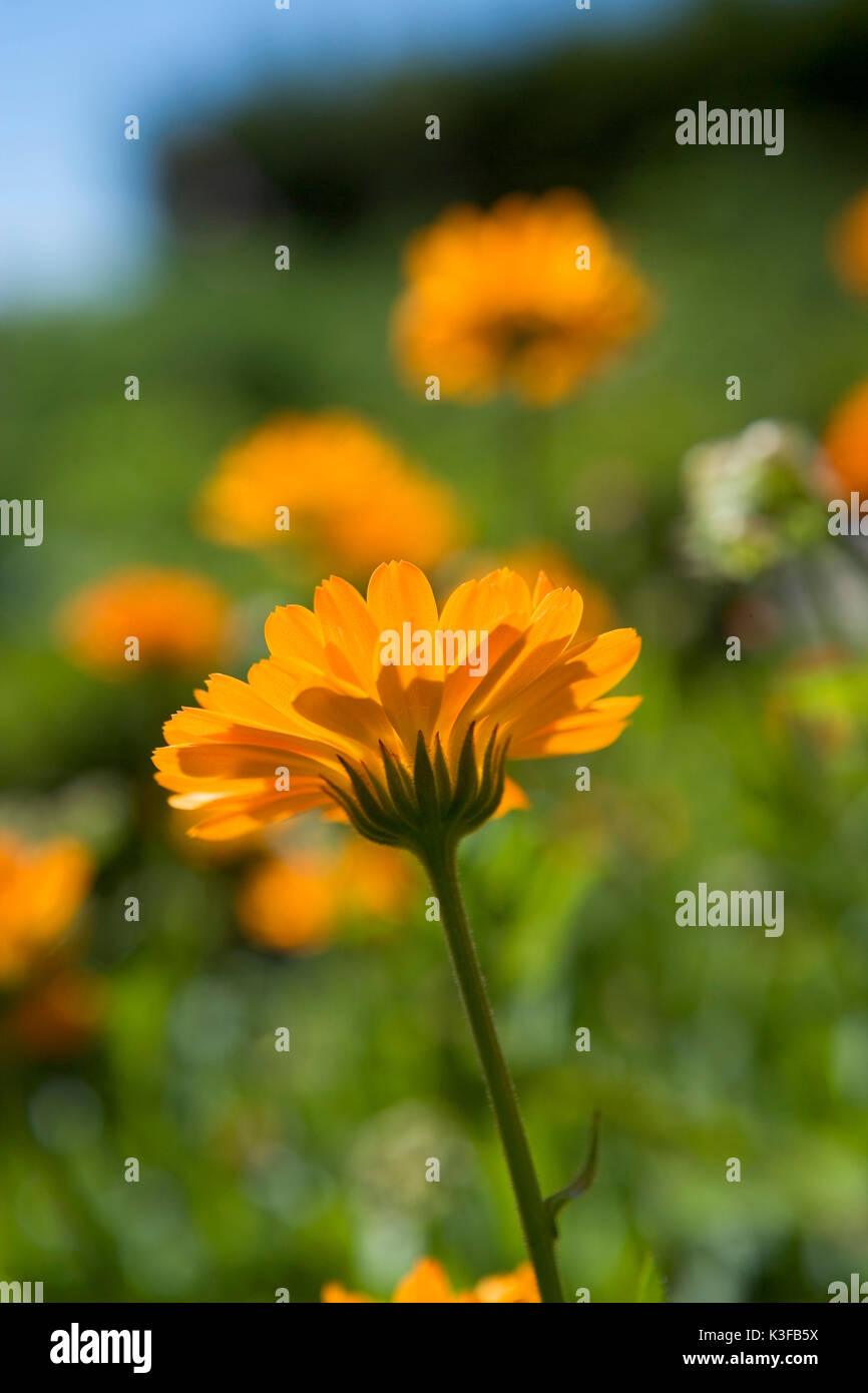 Garten ringelblume Fotos und Bildmaterial in hoher Auflösung Alamy