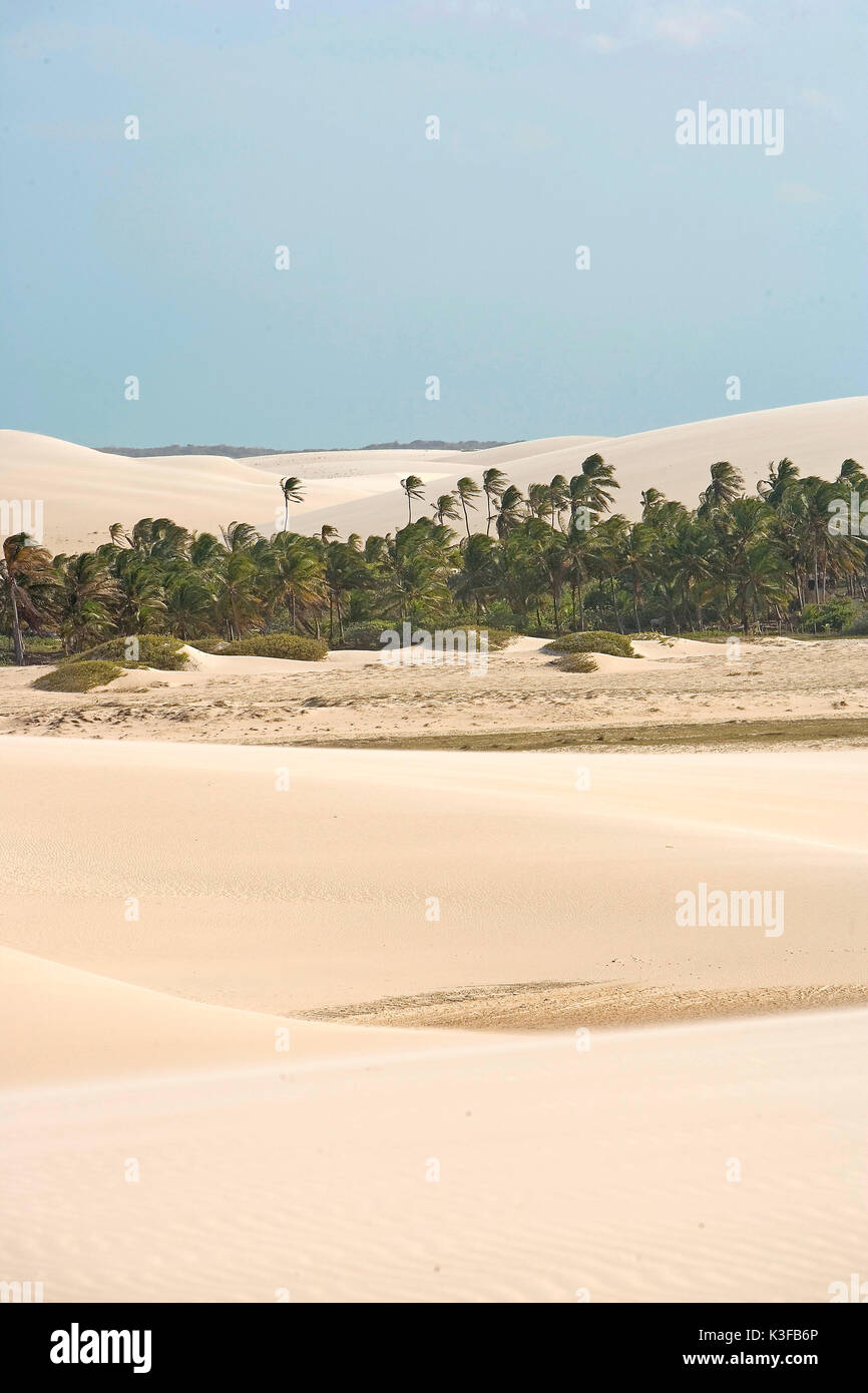 Sandwüste im Norden von Brasilien in der Nähe Jericoacoara Stockfoto