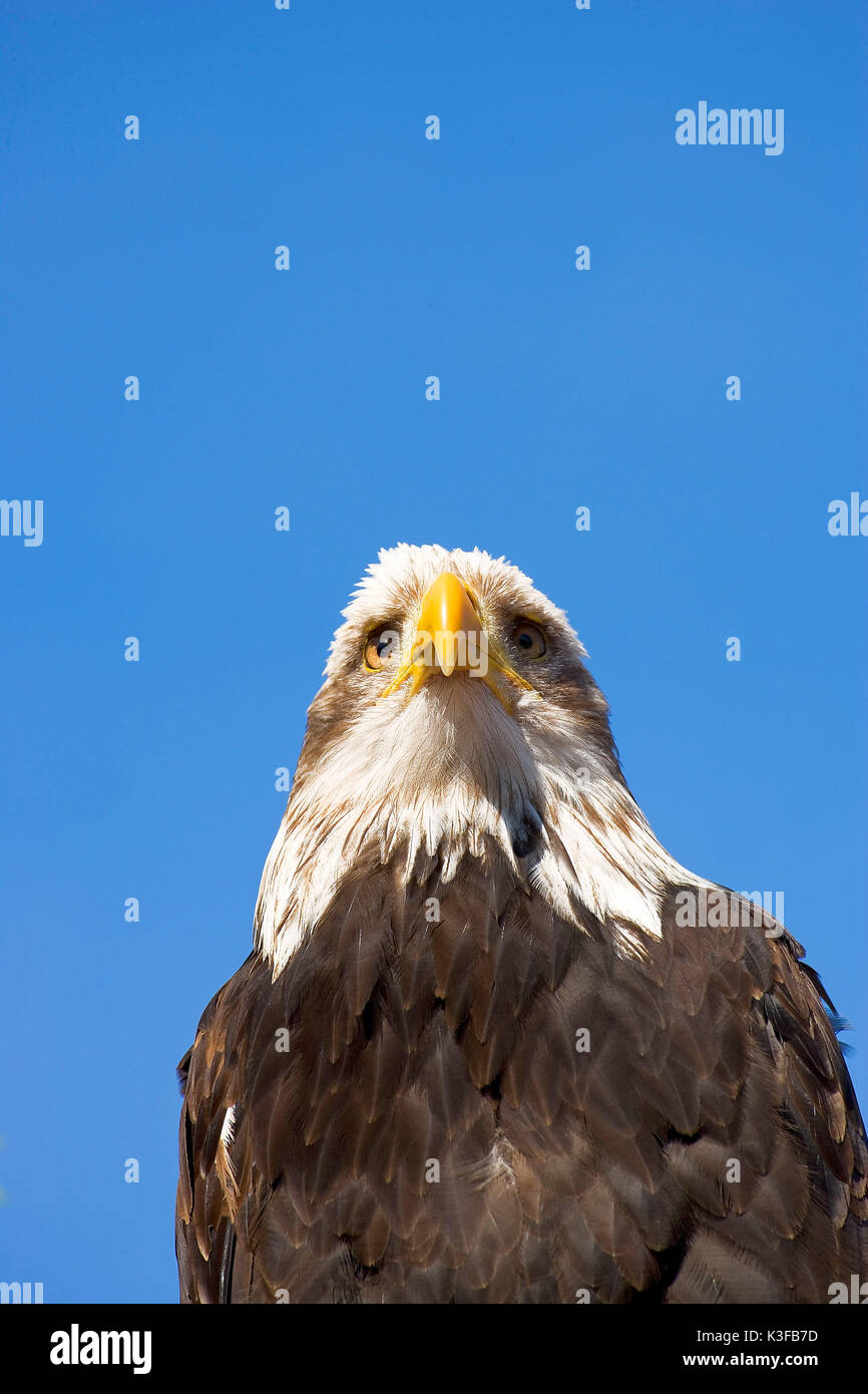 American Eagle, nationale Wappentier der USA Stockfoto