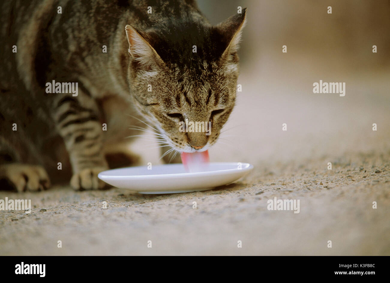 Gestreifte Katze trinkt Milch Stockfoto