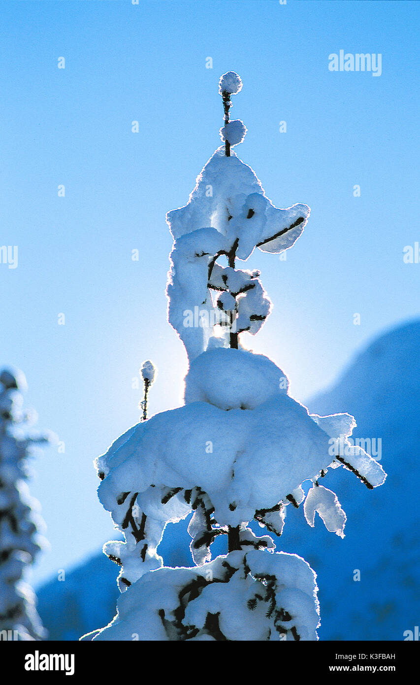Snowy Tree Point an der Wintersonne Stockfoto