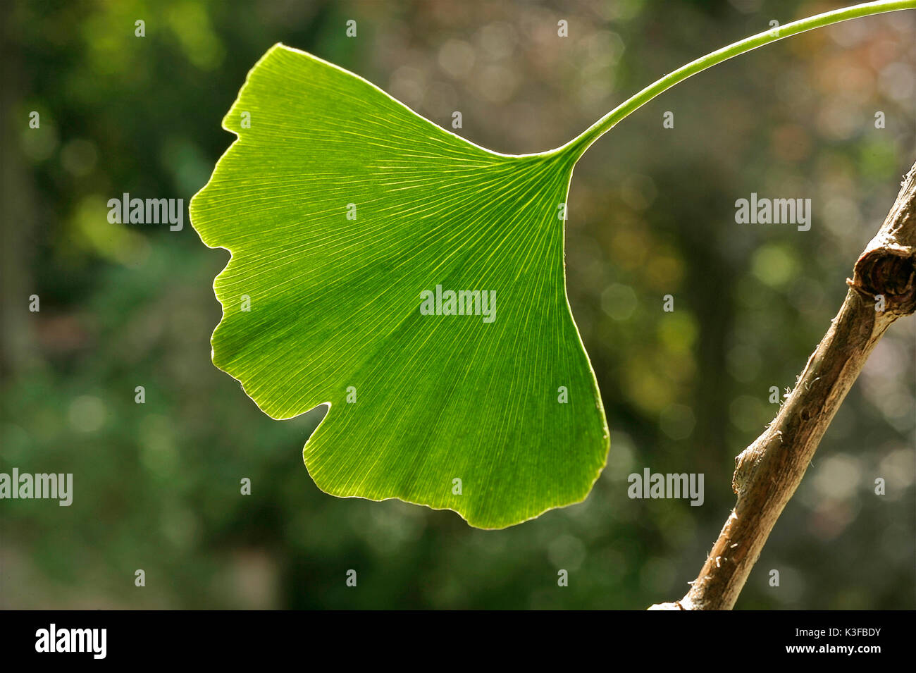 Gingko Blatt Stockfoto