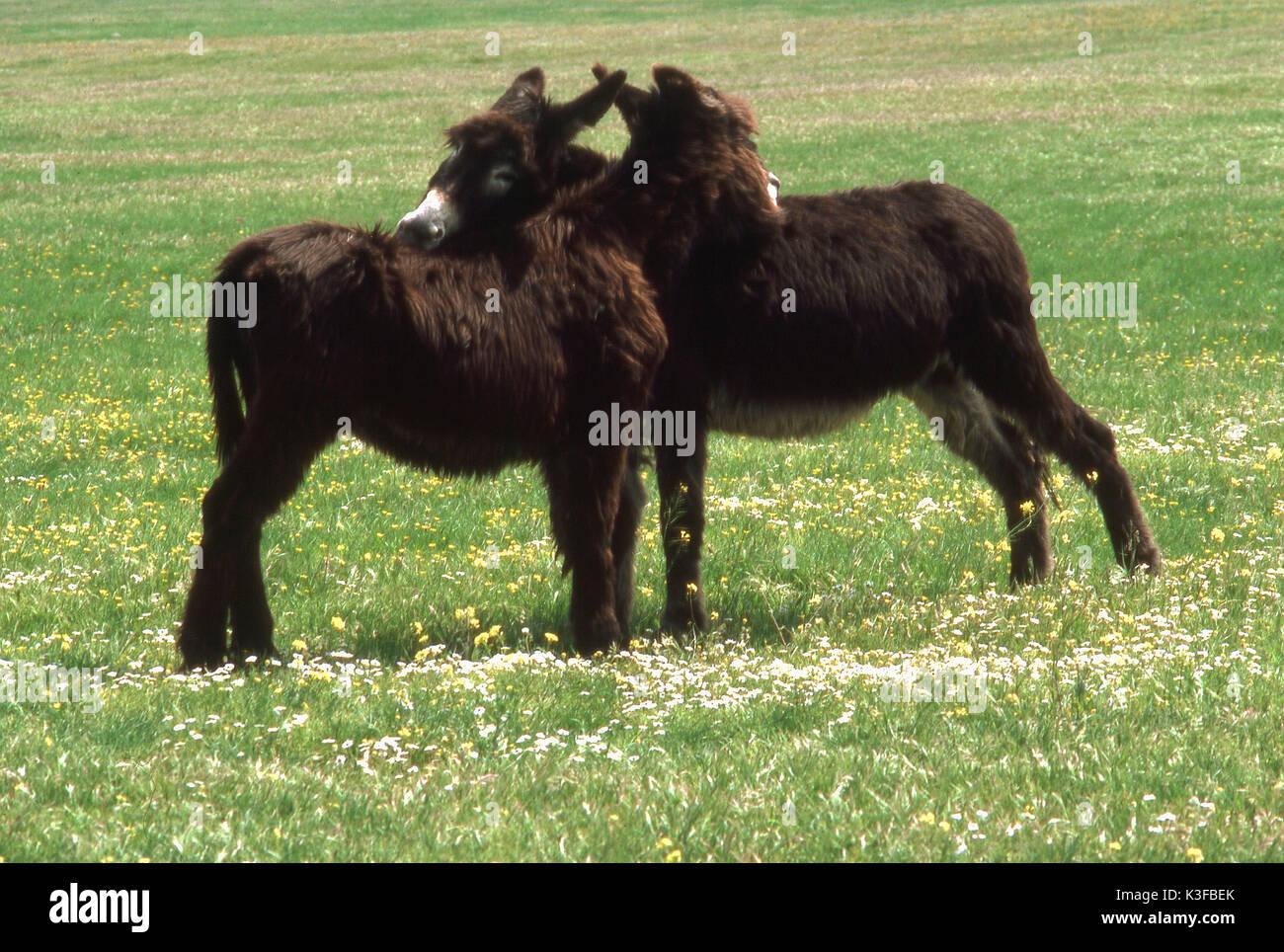 2-esel-stockfotos-und-bilder-kaufen-alamy