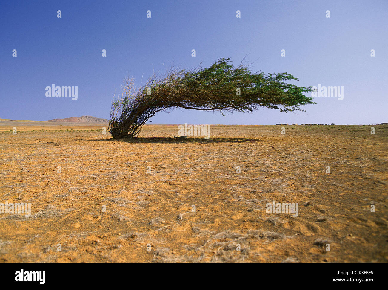 Windflüchter auf den Kapverden Stockfoto