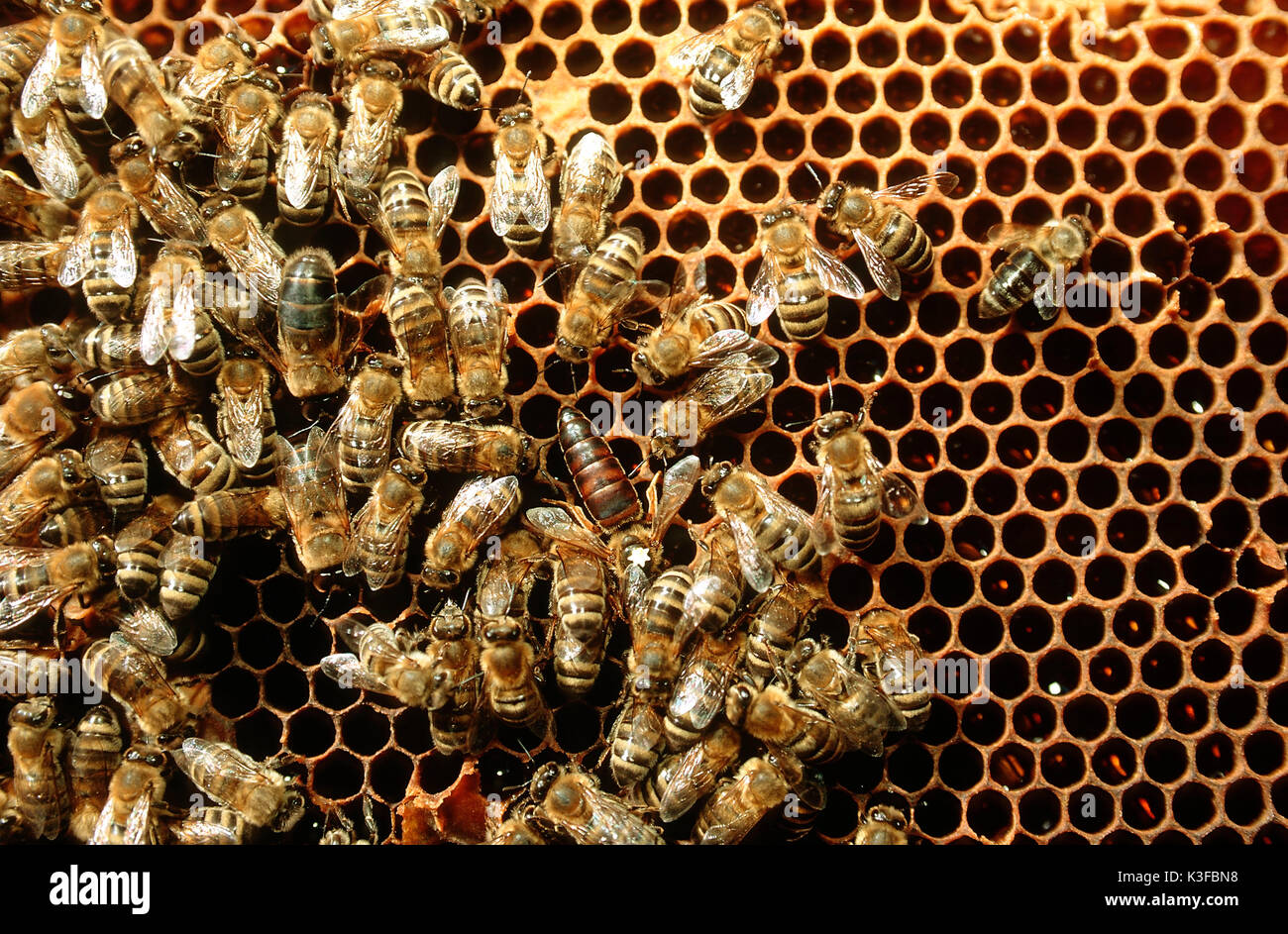 Der Biene Belastung mit Königin (Ausgewählter mit White Star) auf einer Wabe Stockfoto