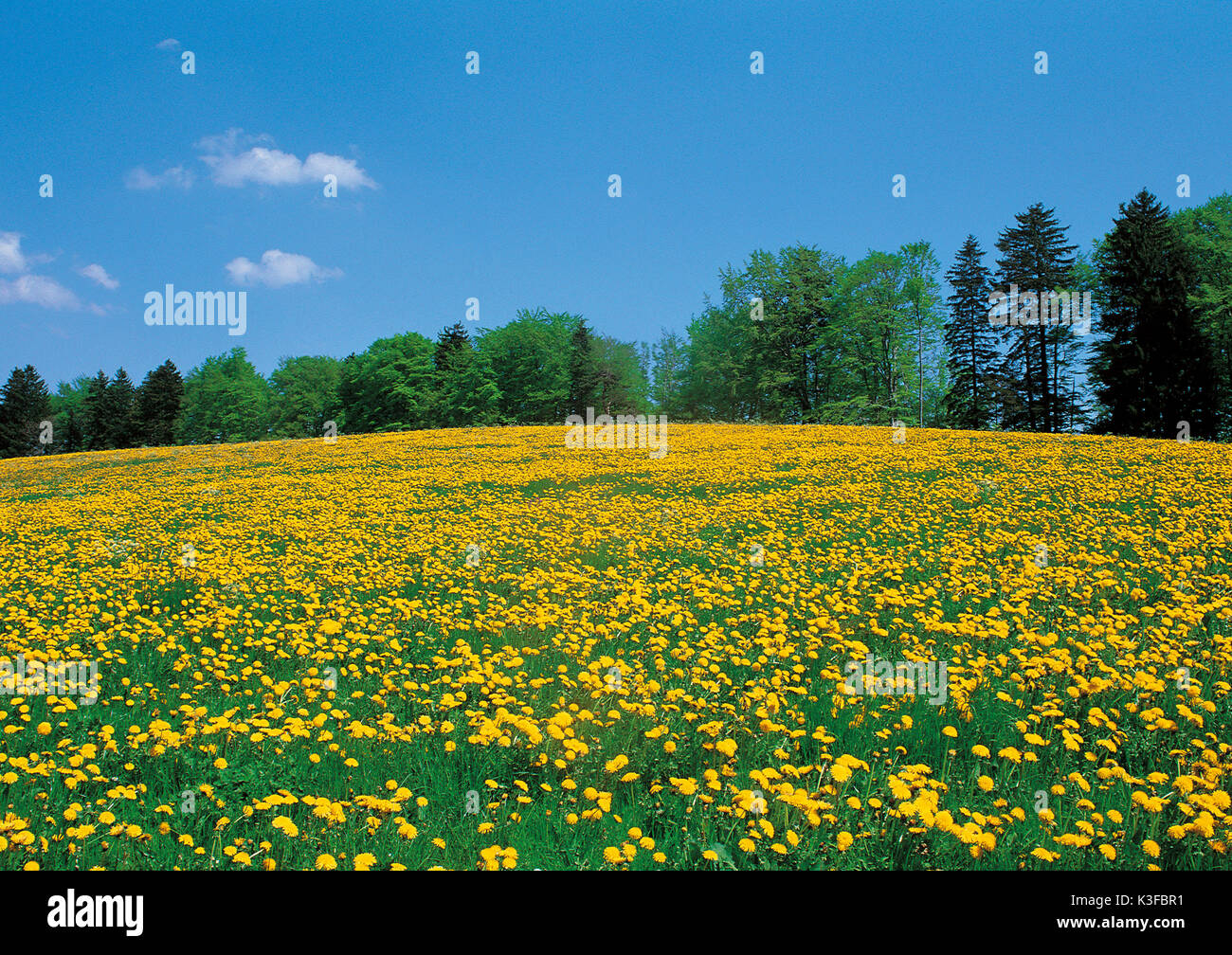 Sommer Wiese mit Löwenzahn, im Hintergrund die Bäume, blauer Himmel Stockfoto