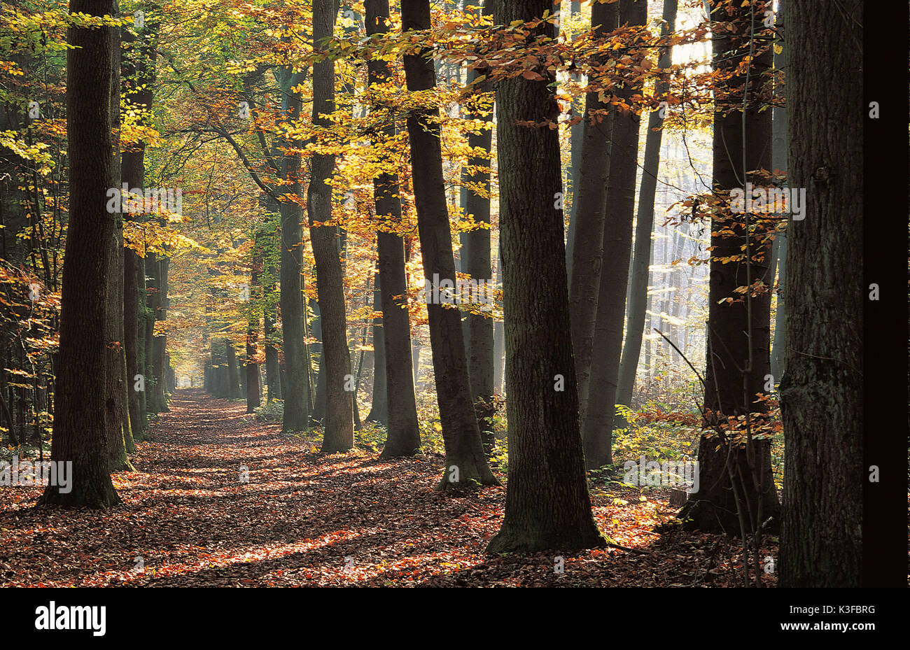 Wald Weg im Herbst Stimmung Stockfoto