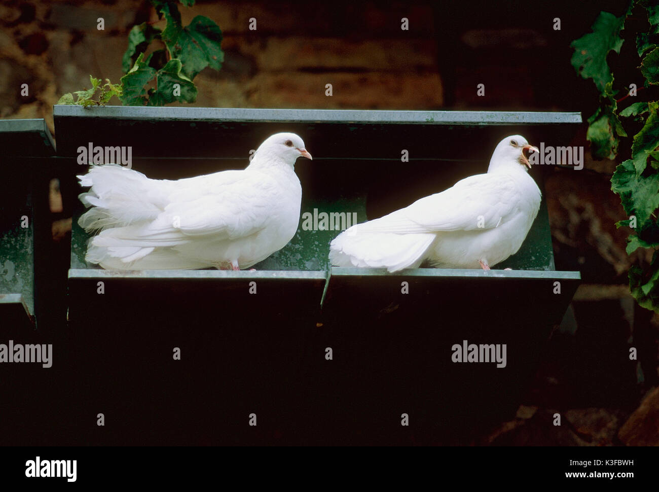 Weiße Tauben Stockfoto