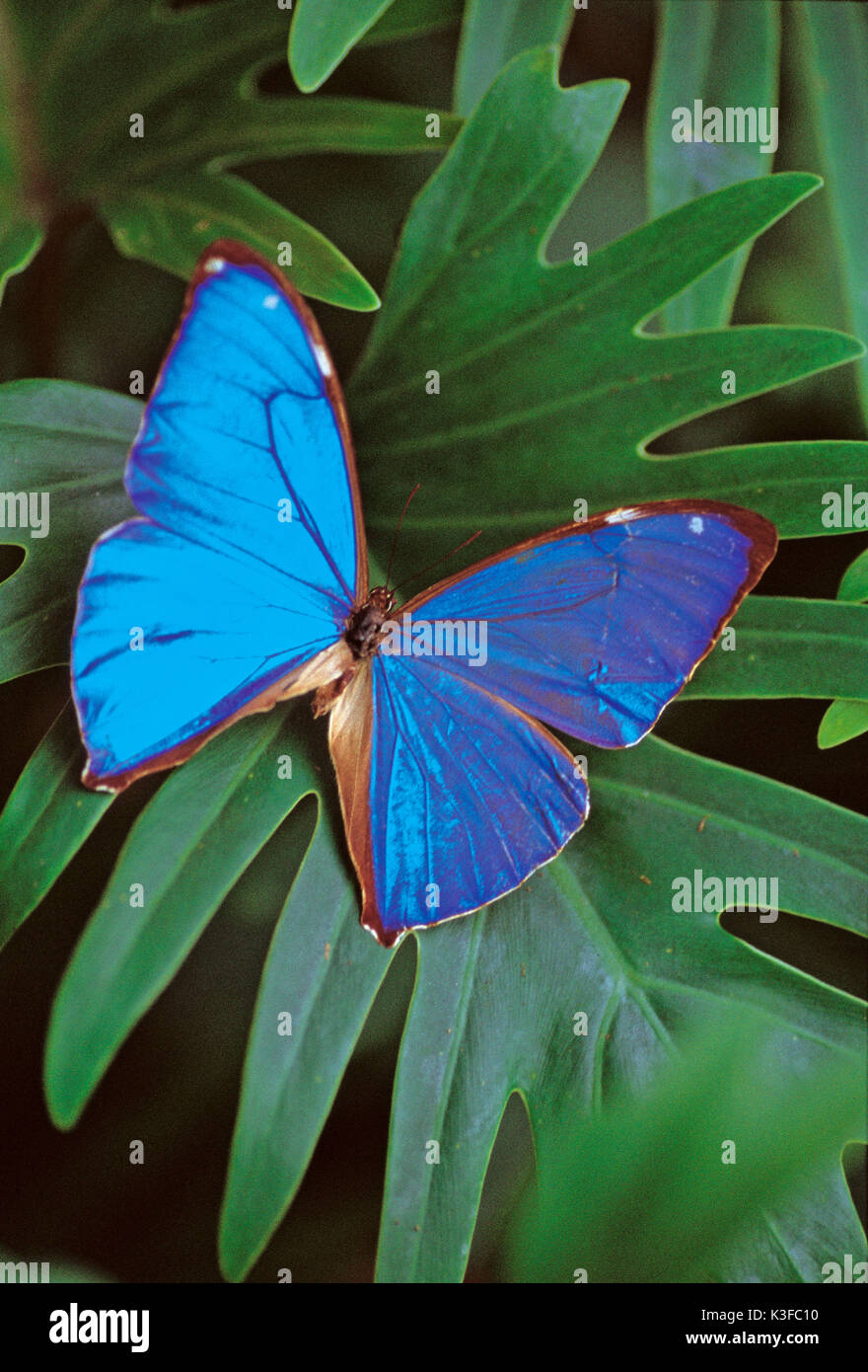 Schmetterling auf Blätter/Morpho didius Stockfoto