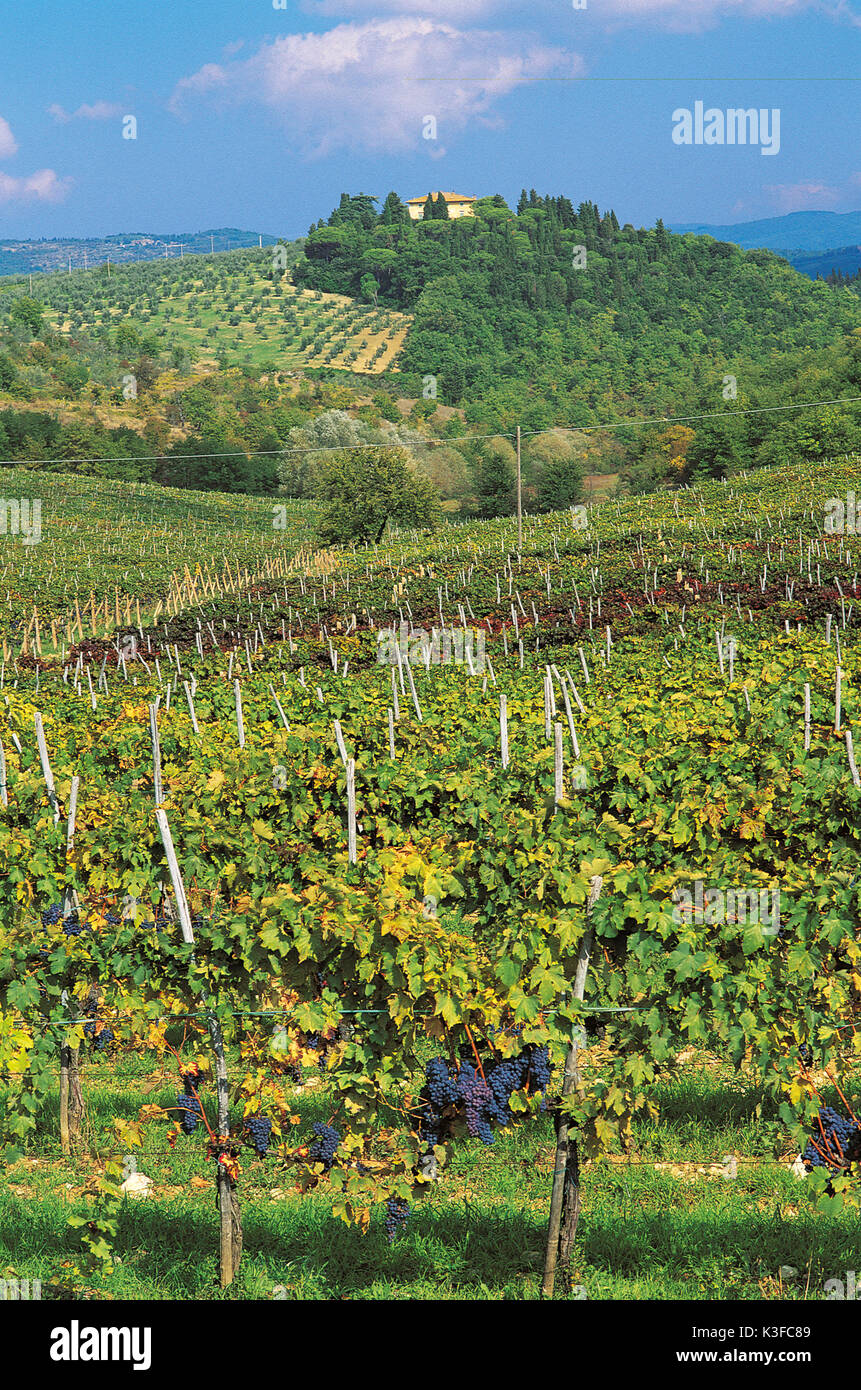 Landschaft der Toskana, die Weinberge Stockfoto
