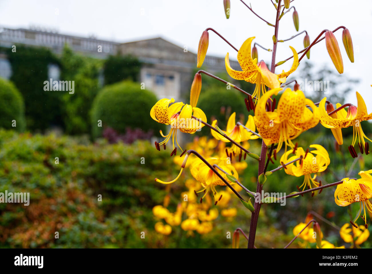 Blumen Stockfoto