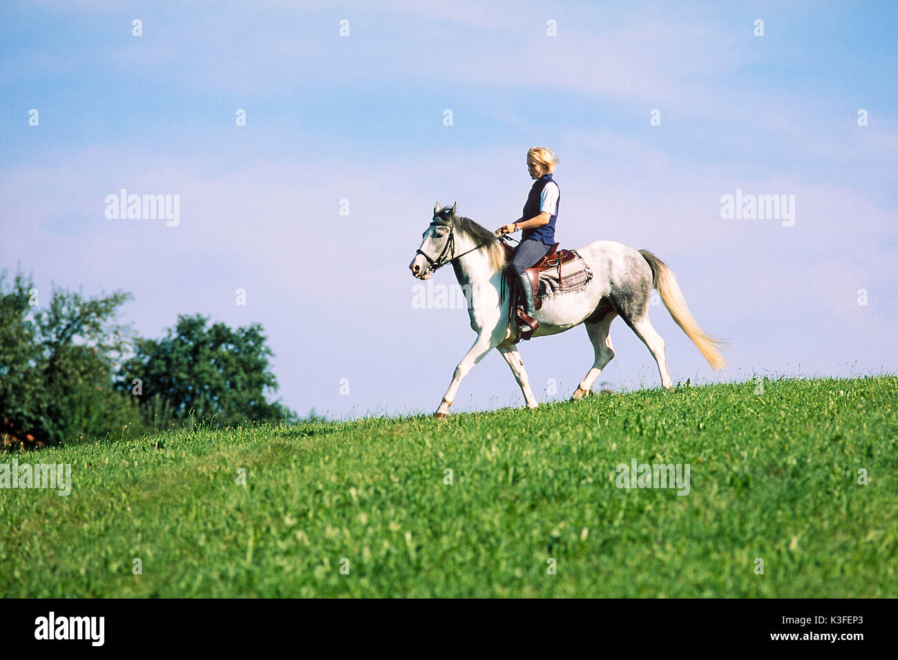 Frau an der Fahrt auf ein graues Pferd Stockfoto