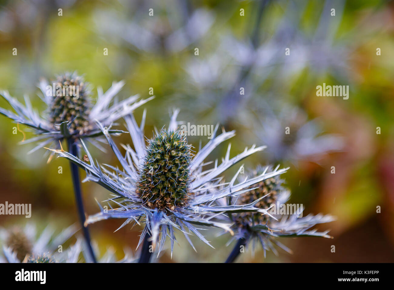 Blumen Stockfoto