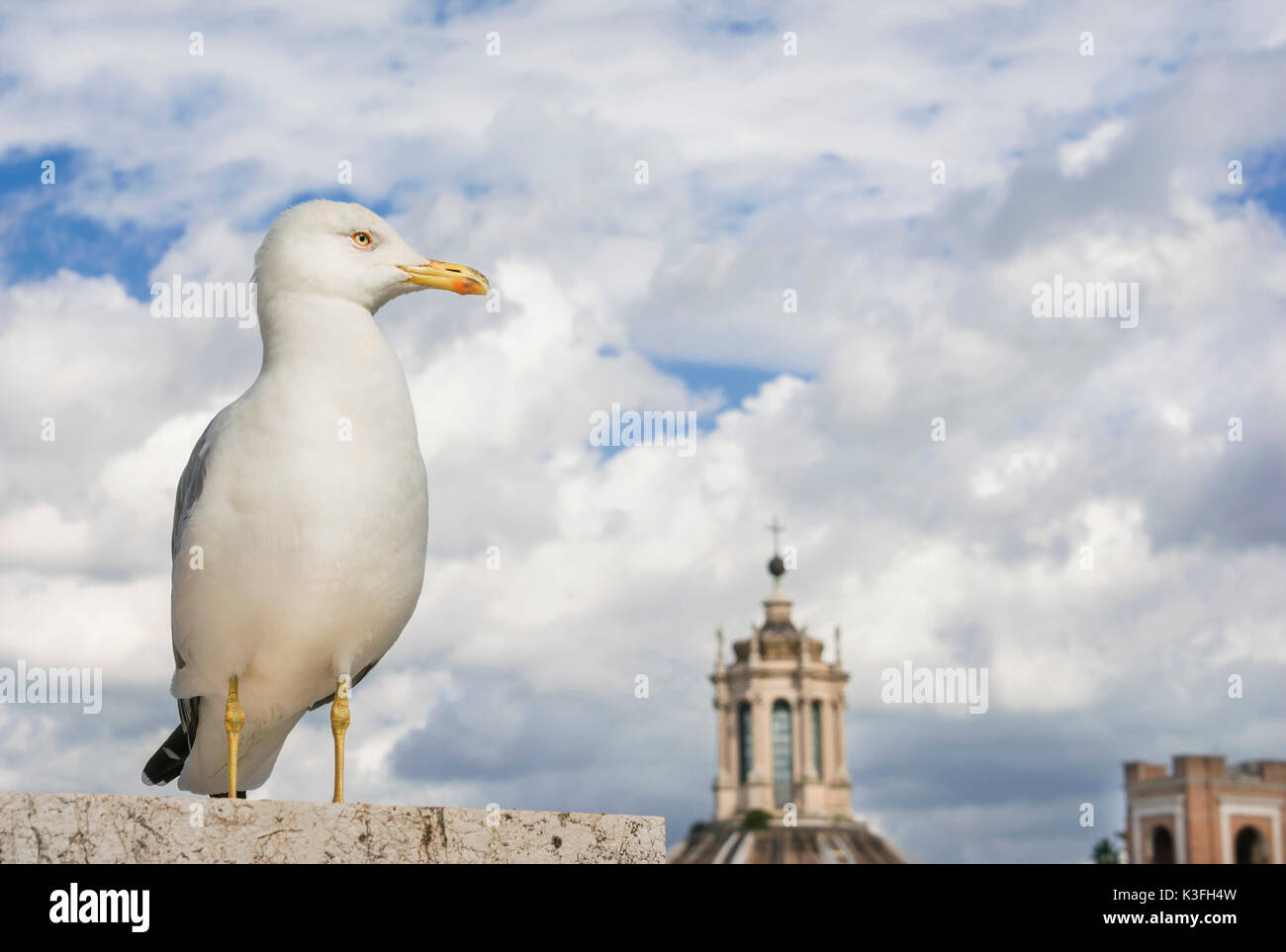 Seagull watch Himmel und Wolken über der Stadt Rom entfernt Stockfoto