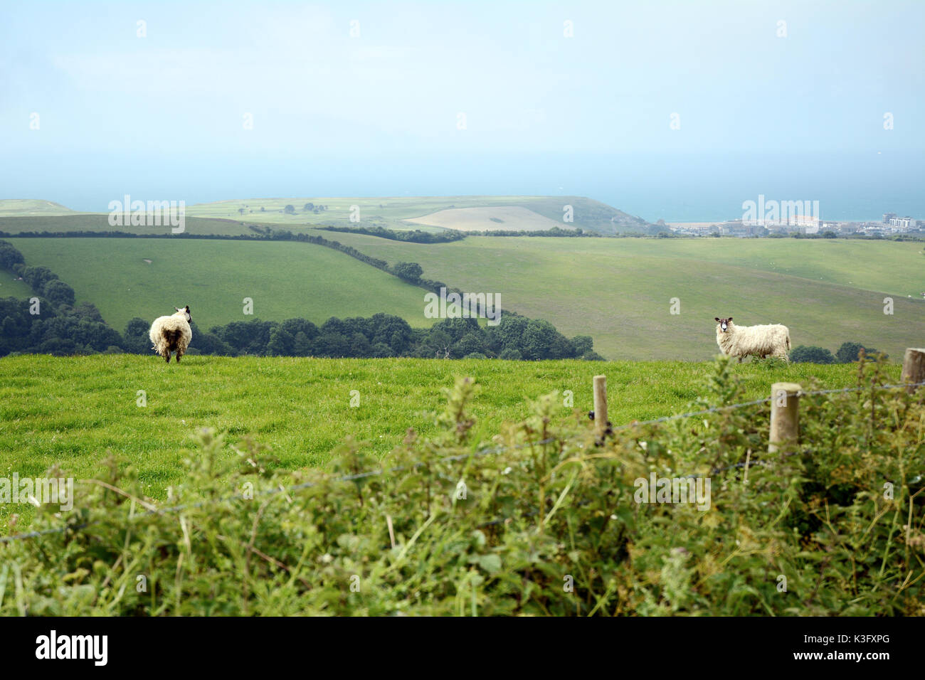 Zwei Schafe auf einem Hügel mit Blick auf den Ärmelkanal, Teil einer größeren Herde an den Rändern der Bridport, in Dorset, Südengland, Großbritannien. Stockfoto