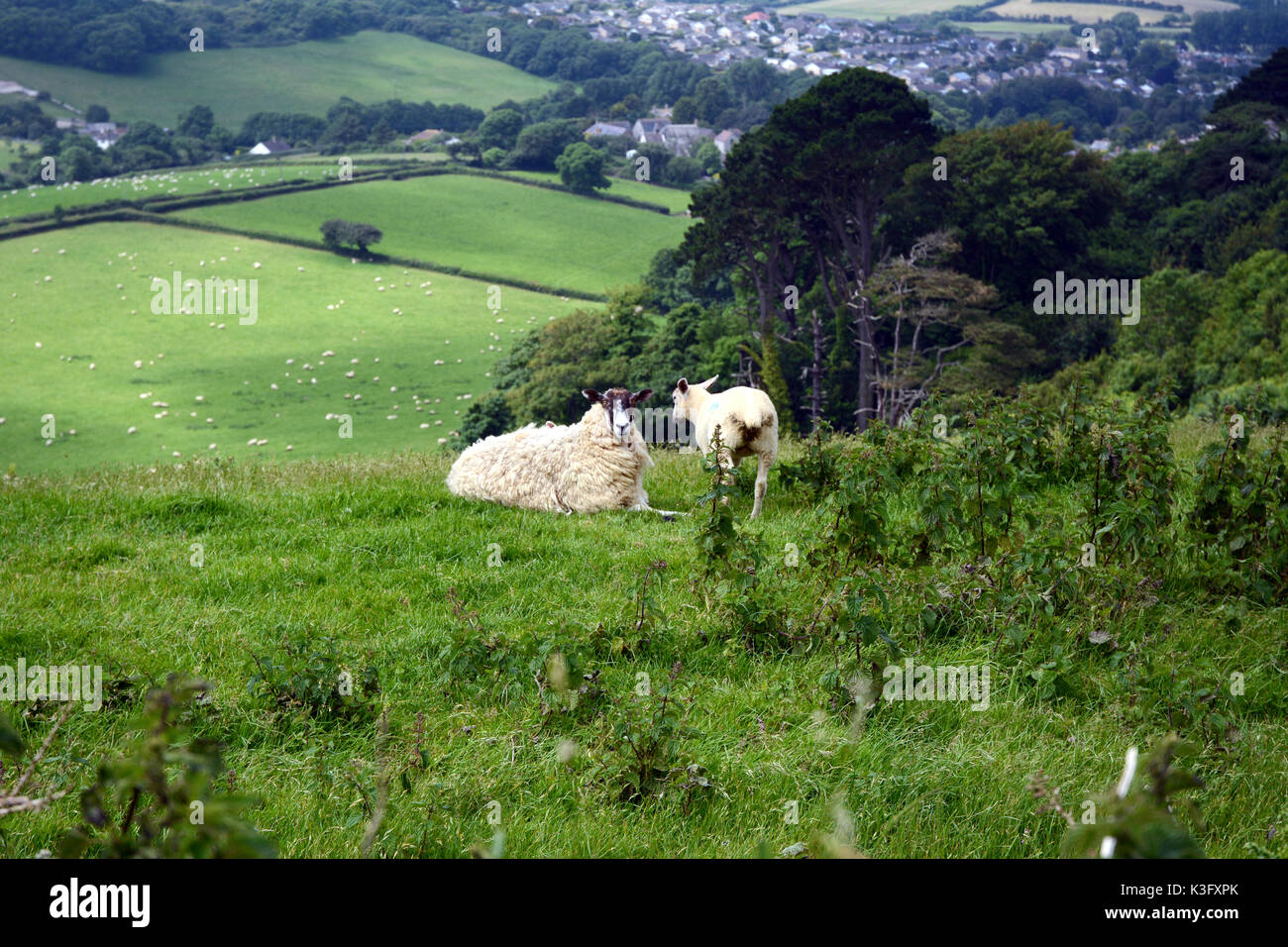 Zwei Schafe auf einem Hügel, oberhalb einer größeren Herde an den Rändern der Stadt von Bridport, in Dorset im Süden von England, Großbritannien. Stockfoto