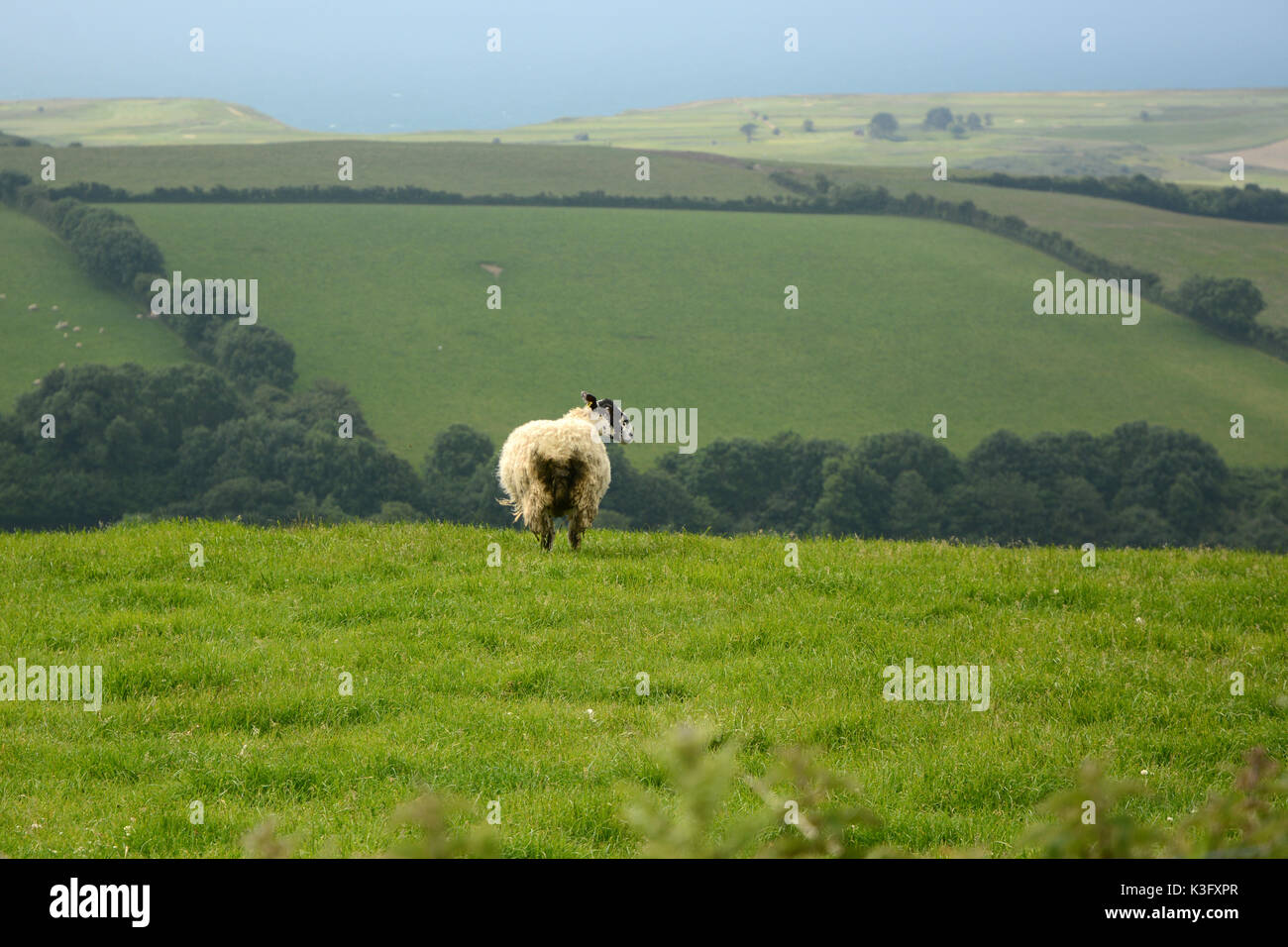 Ein einzelnes Schaf auf einem Hügel mit Blick auf den Ärmelkanal, Teil einer größeren Herde an den Rändern der Bridport, in Dorset, Südengland, Großbritannien. Stockfoto