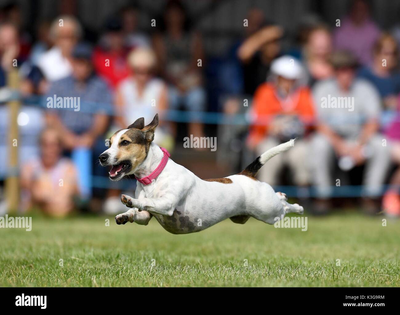 Dorchester, Dorset, Großbritannien. 02 Sep, 2017. Terrier Dog Racing unterhält die Massen Credit: Finnbarr Webster/Alamy leben Nachrichten Stockfoto