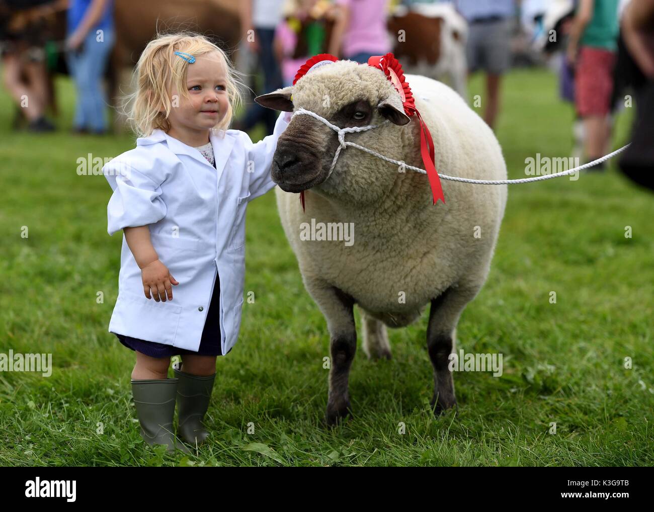 Dorchester, Dorset, Großbritannien. 02 Sep, 2017. Beatrice Wilkins kümmert sich um ihre Schafe während der Grand Parade Credit: Finnbarr Webster/Alamy leben Nachrichten Stockfoto