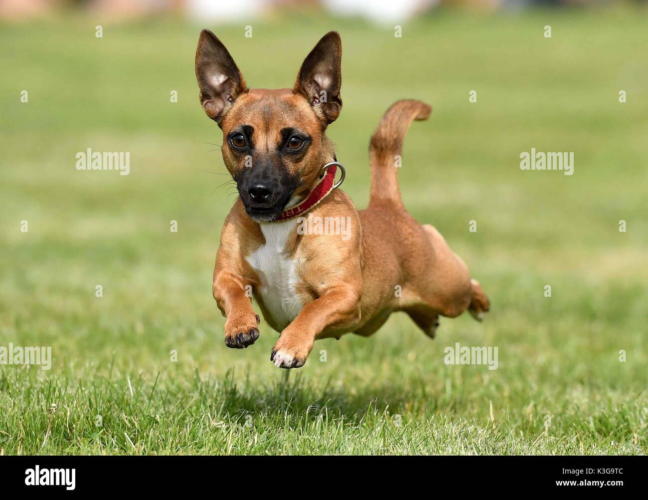 Dorchester, Dorset, Großbritannien. 02 Sep, 2017. Terrier Dog Racing unterhält die Massen Credit: Finnbarr Webster/Alamy leben Nachrichten Stockfoto