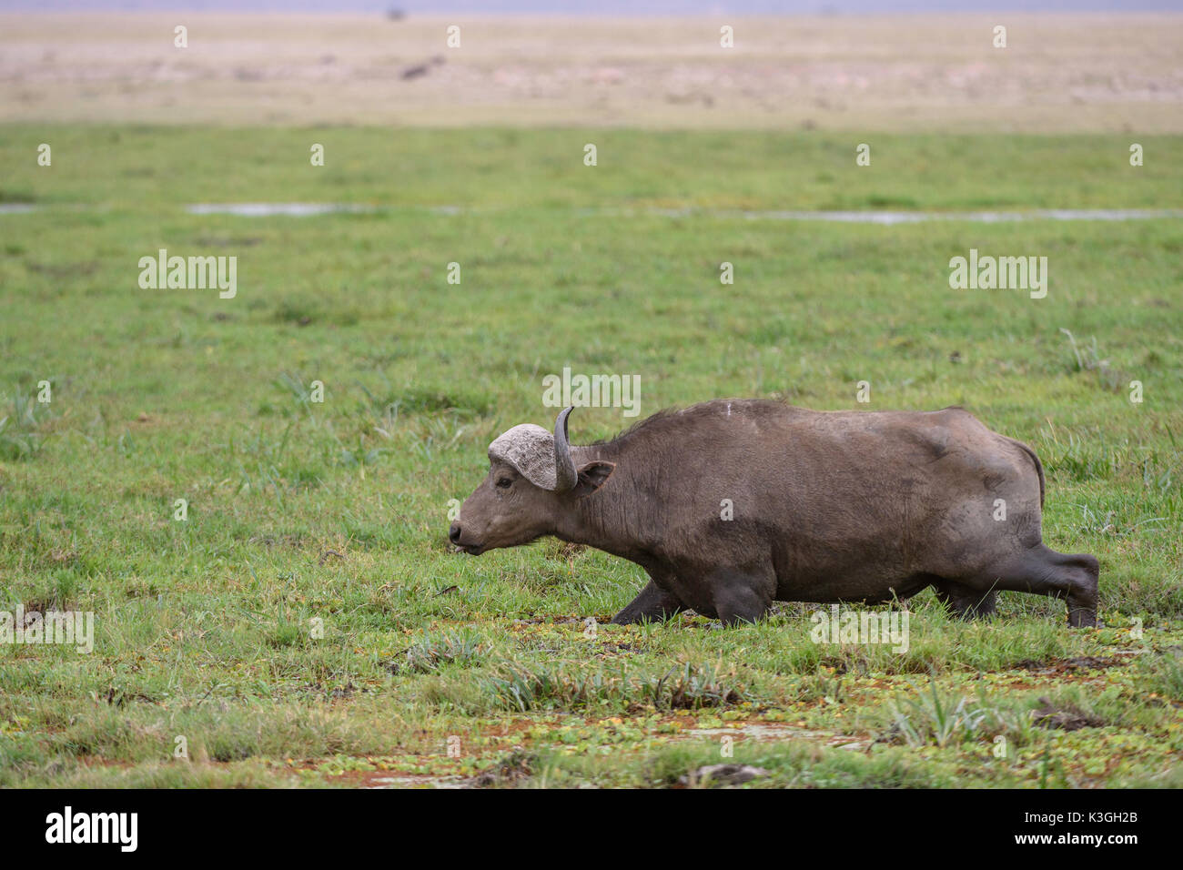 Büffel, Amboseli Nationalpark Stockfoto