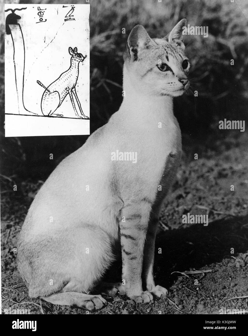 Ägyptische KATZE Stockfoto