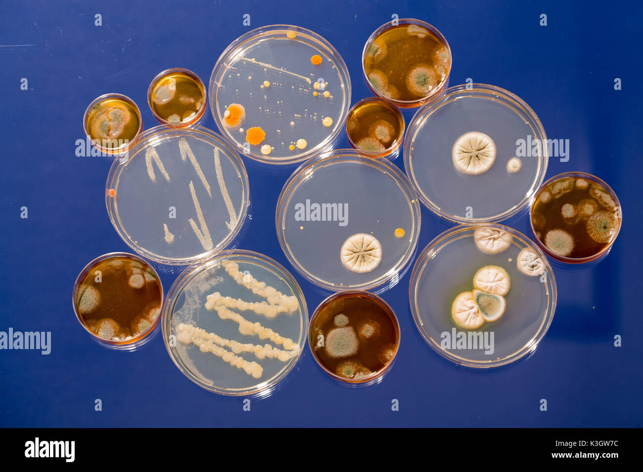 Eine Petrischale mit wachsenden Kulturen von Mikroorganismen, Pilze und Mikroben. Eine Petrischale (Petrie Teller) als Petrischalen oder Zelle bekannt - kulturschale Stockfoto